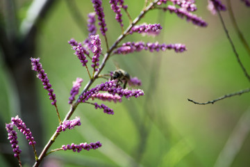 Calluna vulgaris is the sole species in the genus Calluna in the flowering plant family Ericaceae. Plant with a bee.