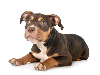 Fototapeta premium american bully in studio