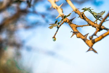 irrigation canal in Asia and lots greenery and trees on the both sides of it
