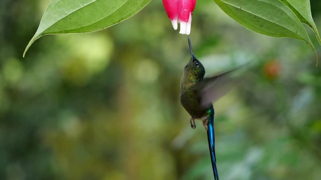 Violet-tailed Sylph (Aglaiocercus coelestis) hummingbird Drinking nectar in slow motion  from a Cavendishia flower, family Ericaceae, in humid montane rainforest near Mindo, Ecuador