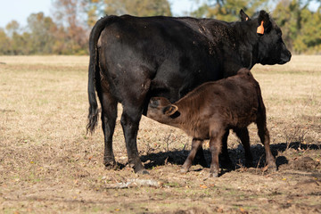 Angus cow nursing her calf