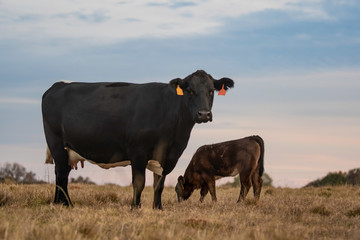 Angus crossbred cow and calf at dusk