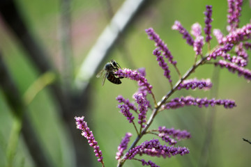 Calluna vulgaris is the sole species in the genus Calluna in the flowering plant family Ericaceae. Plant with a bee.