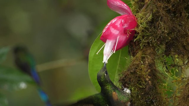 Buff-tailed coronet (Boissonneaua flavescens) feeding from a Cavendishia flower in slow motion. Humid montane rainforest on the western slopes of the Andes near Mindo, Ecuador 