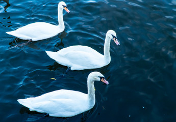 Three white swans  floating on water