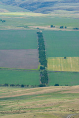 A row of trees in the middle of the field. Nature "Kapal" .