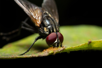 MACRO CLOSEUP SHOT OF HOUSE FLY