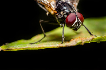 MACRO CLOSEUP SHOT OF HOUSE FLY