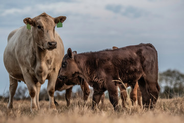 Cow and two calves close up low angle