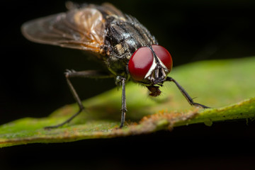 MACRO CLOSEUP SHOT OF HOUSE FLY