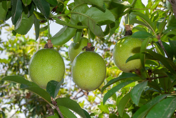 green farm of fresh passion fruit on tree