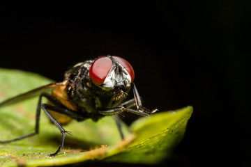 MACRO CLOSEUP SHOT OF HOUSE FLY