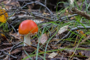 mushroom in the forest