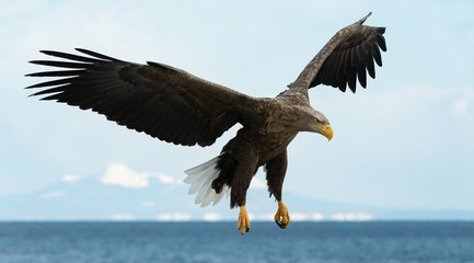 Adult White-tailed eagle in flight. Blue sky background. Scientific name: Haliaeetus albicilla, also known as the ern, erne, gray eagle, Eurasian sea eagle and white-tailed sea-eagle.