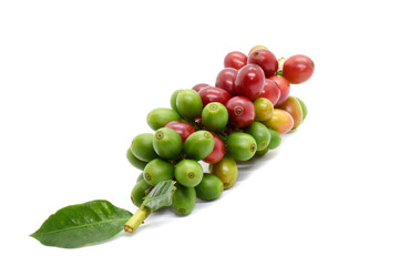 Coffee berries and leaves coffee on branch, White background.