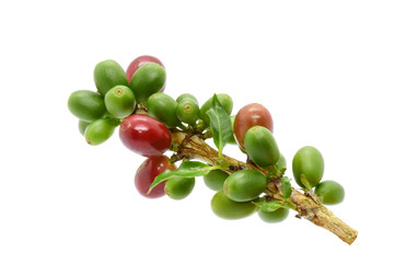 Coffee berries and leaves coffee on branch, White background.