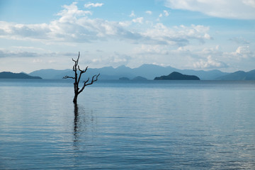 Lonely trees in the middle of the lake with mountains It's beautiful.