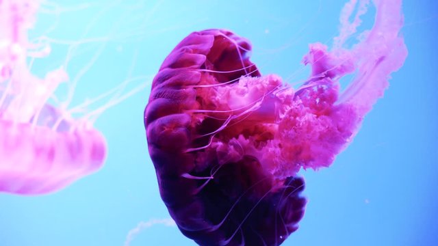 Close-up fluorescent pink jellyfish swimming on a blue background