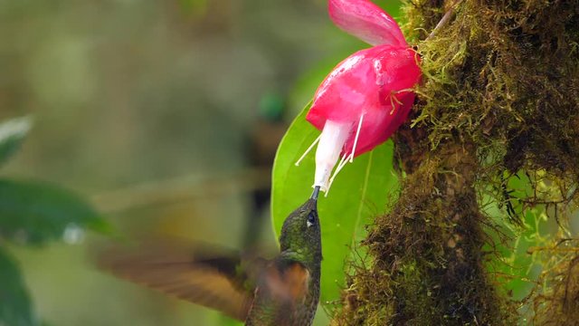 Buff-tailed coronet (Boissonneaua flavescens) feeding from a Cavendishia flower in slow motion. Humid montane rainforest on the western slopes of the Andes near Mindo, Ecuador 