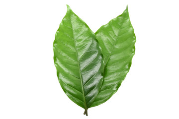 Coffee leaves green on white background.