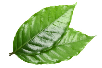 Coffee leaves green on white background.