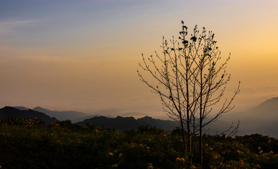 Colorful sunset with tree silhouette. Sunset on the Black Sea highlands.