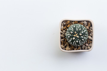 cactus on white background