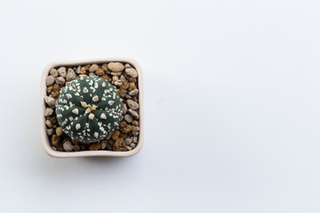 cactus on white background