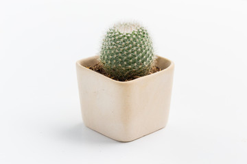 cactus on white background
