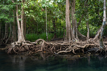 Mangrove trees along the turquoise green water in the stream. mangrove forests in Krabi province...