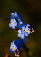 Forget me not flowers (Unutmabeni cicegi), close-up, macro shot