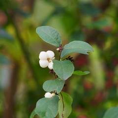 Baies blanches et nacrées de symphorine commune (Symphoricarpus albus) 