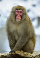 Snow monkey. The Japanese macaque ( Scientific name: Macaca fuscata), also known as the snow monkey.