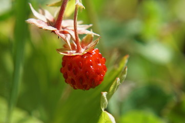 ripe red raspberry on a bush