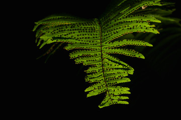 fern green in thailand