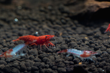 Red Cherry Shrimp