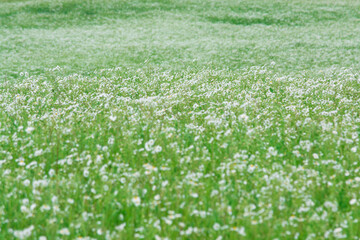 Fototapeta premium Myriads of white daisies. Green Hill. Summer season. Nature 