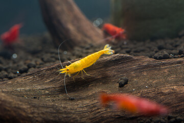 Yellow Shrimp