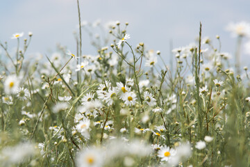White daisy in macro. Blurred background. Nature "Kapala".