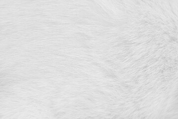 Cat fur skin , animal short smooth patterns nature texture white gray background