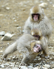 Cubs of Snow monkey playing. Winter season.  The Japanese macaque ( Scientific name: Macaca fuscata), also known as the snow monkey.