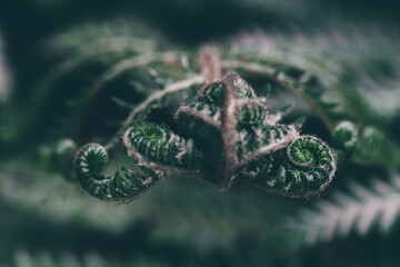 fern green in thailand