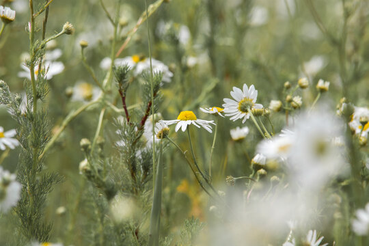 White daisy in macro. Blurred background. Nature "Kapala".