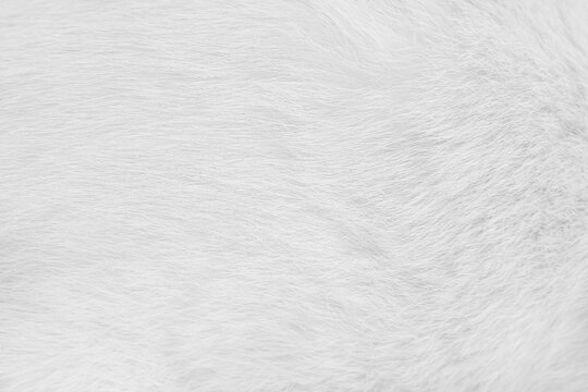 Cat fur skin , animal short smooth patterns nature texture white gray background