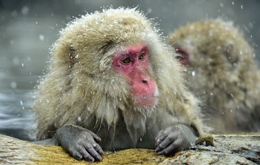 Snow monkey in natural hot spring. The Japanese macaque ( Scientific name: Macaca fuscata), also known as the snow monkey.