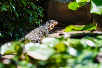 lizard on a rock
