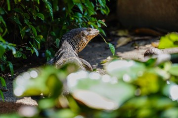lizard on a rock