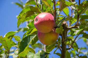 Red apples on a tree's branch in the garden against bright blue sky, ripe fruits, agriculture, healthy food