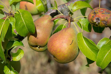 Pears on a tree's branch in the garden, ripe fruits, agriculture, healthy foodsky, ripe fruits, agriculture, healthy food