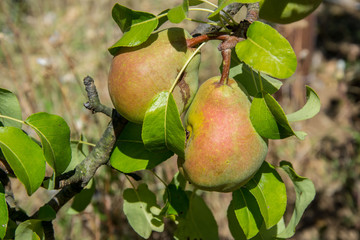 Pears on a tree's branch in the garden, ripe fruits, agriculture, healthy foodsky, ripe fruits, agriculture, healthy food